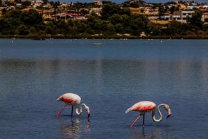 l oiseau blanc-rose flamant sur une salé bleu Lac dans Espagne dans calpe Urbain paysage photo