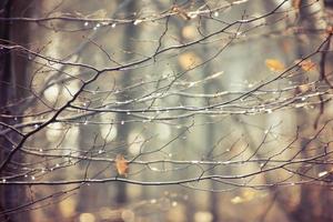 l'automne branches de une arbre habillé dans feuilles et gouttes de pluie brillant dans le Soleil photo
