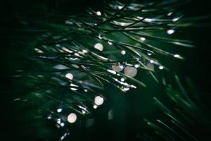 pin branche avec gouttes de l'automne pluie dans le l'automne Soleil photo