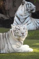 tigre blanc au zoo photo