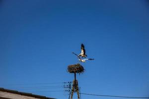 gratuit des oiseaux cigognes sur une Contexte de le bleu ciel dans vol combat pour gniazo dans le printemps photo