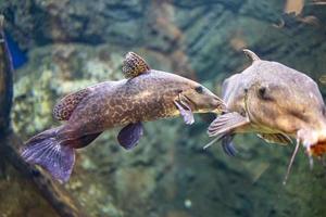 peu poisson animal nager dans le aquarium de le zoo de Saragosse dans Espagne sur une foncé Contexte photo