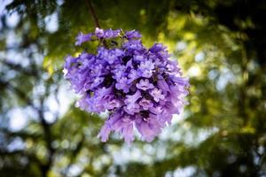 violet exotique fleurs sur vert Contexte de une arbre dans une jardin fermer photo