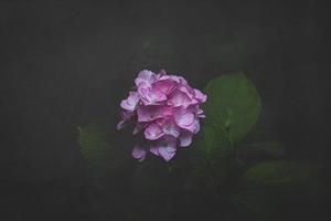 fleurs rose hortensia dans le jardin contre le Contexte de vert feuilles fermer photo