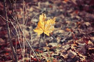 l'automne branches de une arbre habillé dans feuilles et gouttes de pluie brillant dans le Soleil photo