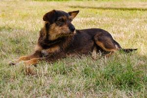 vieux chien posant et se reposant sur l'herbe en gros plan photo