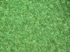 herbe verte dans un champ photo