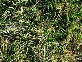 herbe verte dans un champ photo