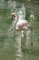 magnifique rose flamants roses avec le bec et ample ailes photo