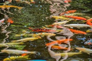 poissons dans l'eau photo