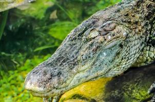 crocodile dans l'eau photo