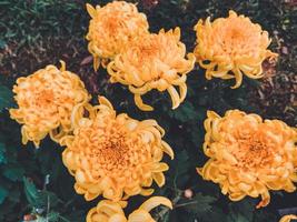 fleurs de chrysanthème jaune photo