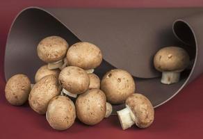 éco-cuir à base de mycélium de champignon. cuir alternatif réutilisable, production durable