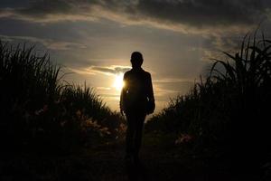 Silhouette de fermier debout dans la récolte de canne à sucre photo