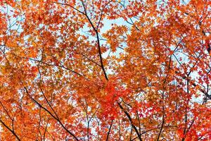 brillant coloré érable feuilles sur le branche dans le l'automne saison. photo