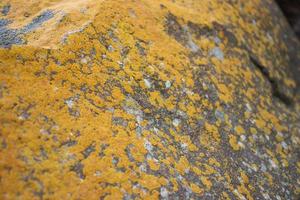 proche en haut Jaune lichen couverture le rugueux pierre concept photo. spectacle avec macro voir. rochers plein de le mousse photo