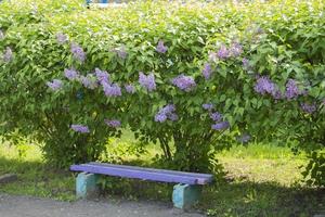 en bois banc dans le lilas des buissons photo