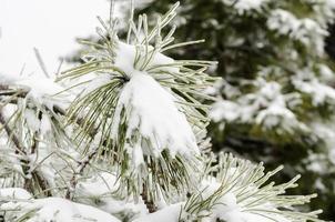 neige sur les branches de pin vert photo