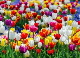 champ de fleurs de tulipes colorées photo