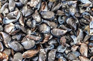 groupe de coquilles de moules photo