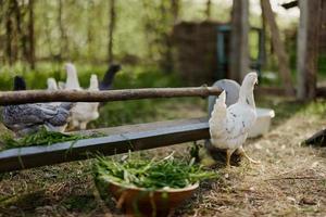 Jeune poulets et coqs manger biologique alimentation de mangeoires sur une vert ferme dans la nature sans pour autant produits chimiques ou pesticides pour le santé de le des oiseaux photo