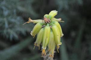 balançant Jaune fleur bourgeons dans une grappe photo