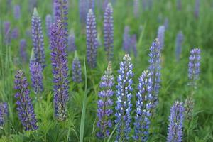 épanouissement lupin. Contexte image ou carte postale avec violet fleurs. plus tôt été à l'extérieur le ville photo