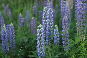 épanouissement lupin. Contexte image ou carte postale avec violet fleurs. plus tôt été à l'extérieur le ville photo