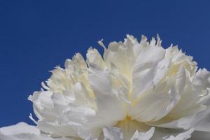 proche en haut de blanc pivoine fleur contre bleu ciel photo