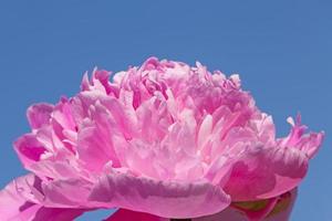 proche en haut de violet pivoine fleur contre bleu ciel photo