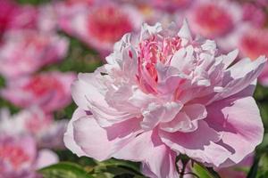 proche en haut de rose pivoine fleur dans jardin photo