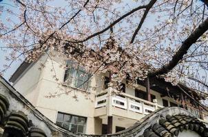 Cerise fleur et est asiatique bâtiment photo