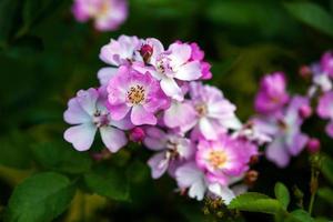 harcèlement hier Rose avec petit rose plat fleurs, Stock photo