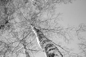 blanc bouleau des arbres sans pour autant feuilles contre le Contexte de une lisse sans nuages hiver ciel photo