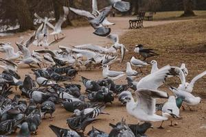 des oiseaux, pigeons et sternes pendant hiver alimentation dans une parc dans Pologne photo
