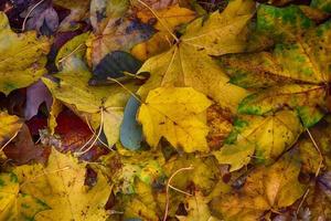 Contexte avec or vert déchue l'automne érable feuilles photo