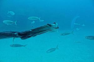 silencieux calme sous-marin monde avec poisson vivant dans le atlantique océan photo