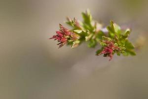 une l petit délicat premier printemps bourgeon sur une arbre branche photo