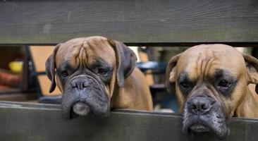 marron tête chien éleveur boxeur à la recherche par une en bois clôture photo