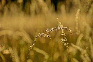 d'or été sauvage herbe dans le éternel chaud doux Soleil photo