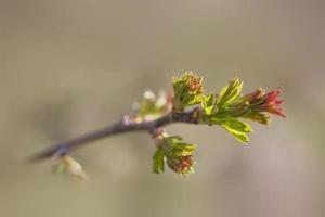 une l petit délicat premier printemps bourgeon sur une arbre branche photo