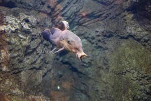 peu poisson animal nager dans le aquarium de le zoo de Saragosse dans Espagne sur une foncé Contexte photo
