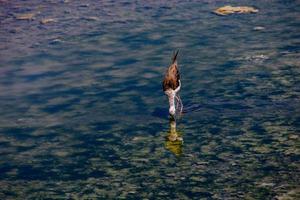 peu blanc oiseau sur une sel Lac dans calpe Espagne sur une été jour... photo