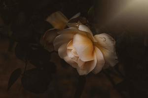 délicat printemps fleur Rose fermer dans une ensoleillé jardin photo