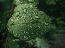 été plante avec gouttes de pluie sur vert feuilles photo