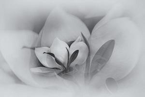 blanc magnolia contre le toile de fond de vert feuilles sur une arbre sur une chaud pluvieux journée photo