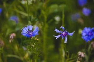 fleurs sauvages dans une Prairie fermer dans L'Europe  sur une chaud été journée photo