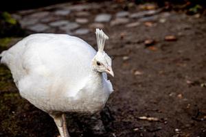 blanc paon oiseau dans le parc sur une du froid journée en plein air photo