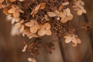 marron flétri ornemental fleurs dans le jardin sur une cool l'automne journée photo