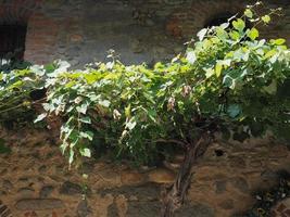 Scientifique de la plante de la vigne. nom vitis vinifera photo